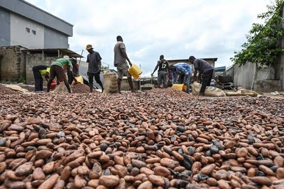 Global Cocoa Prices Fall Below $4,000 Per Ton Amid Supply Glut and Weak Demand Photo